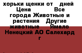 хорьки щенки от 35дней › Цена ­ 4 000 - Все города Животные и растения » Другие животные   . Ямало-Ненецкий АО,Салехард г.